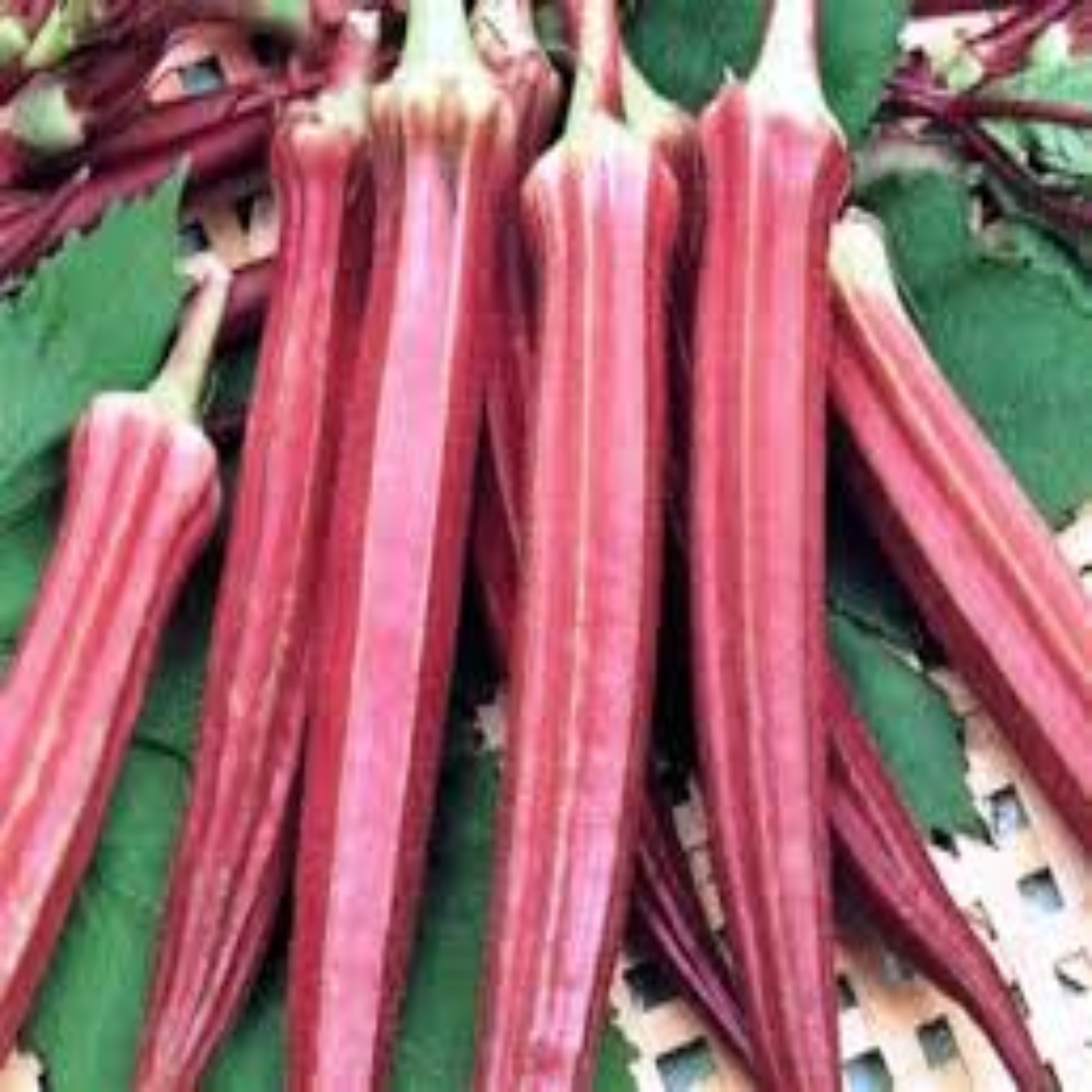 Red Okra Seeds UAE Exporter